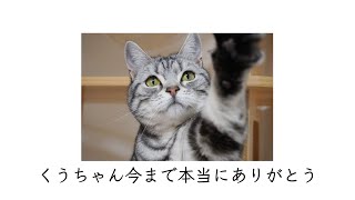 【肥大型心筋症・心原性肺水腫】くうちゃんが虹の橋を渡りました。