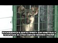 Оказавшемуся в долгах приюту для животных в Татарстане за сутки собрали миллион рублей