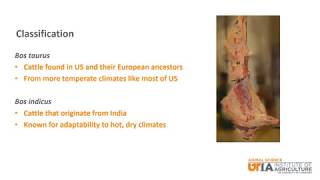 Beef Skillathon Study Series Breeds