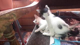 Efek Obat Penenang Kucing