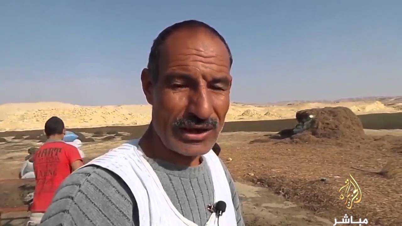 #شاهد .. مشاكل تجار الاعشاب الطبية - عشب النعناع - بمحافظة الفيوم