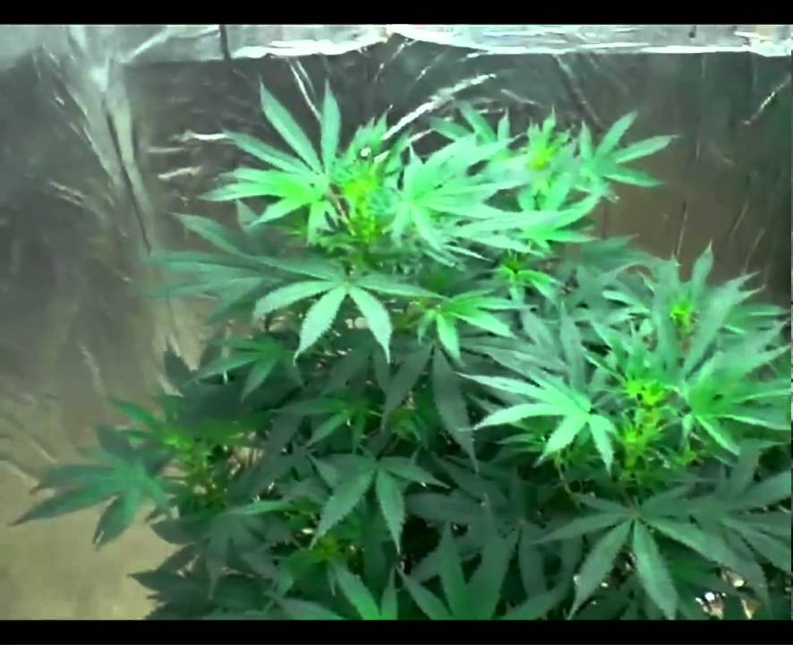 My plants in florescent light.