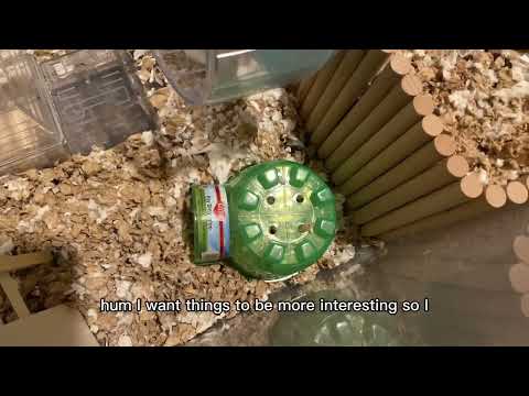 How To Feed a Hamster
