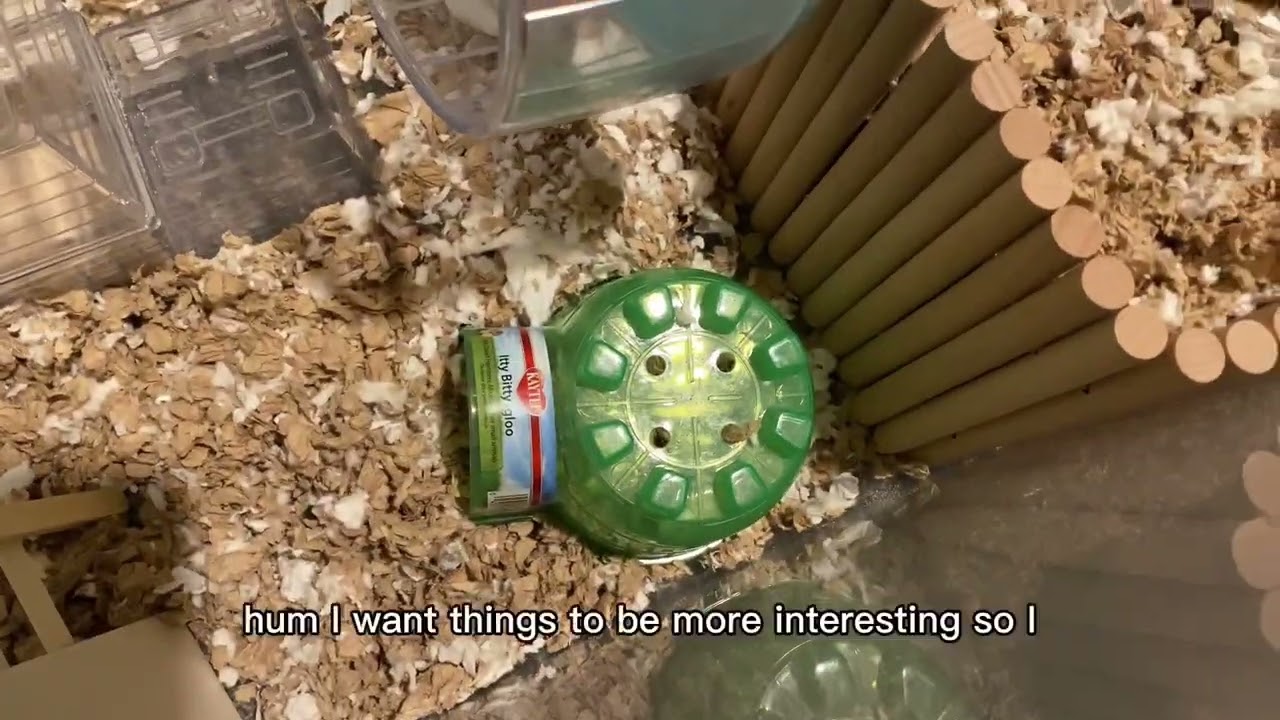 How To Feed a Hamster