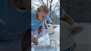 Haaland Had One Weird Way to Help the Chihuahua 