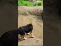 Lost in nature with my best friend 🐶