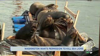 Washington seeking permit to kill sea lions