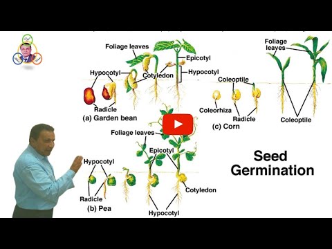 فيديو: النباتات المصاحبة لـ Gladiolus - ما يجب زرعه باستخدام Gladiolus في الحديقة