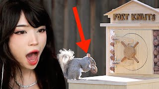 Emiru Reacts to Backyard Squirrel Maze 2.0- The Walnut Heist by Mark Rober