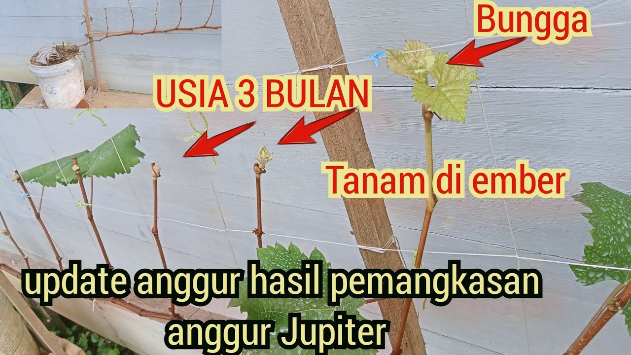 Update Hasil Pangkas Pembuahan anggur Jupiter 10hsp