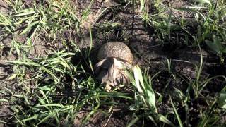 Mating Ornate Box Turtles