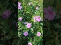 Nature 🌿🍀 #plants #naturelovers #naturalplant #nature #flowers #happy #reels #shorts