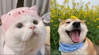 AWW🔴Cute Animals 🔴 Funny Cats and Dogs Videos Compilation 2020 Cutest Animals #3