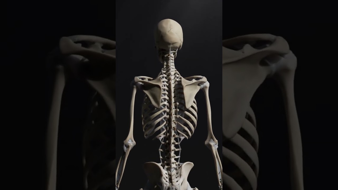 Human body structure 