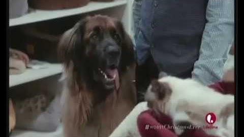 More of the BEST of JoJo! Grumpy Cat