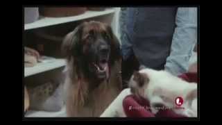 More of the BEST of JoJo! Grumpy Cat's Worst Christmas Ever