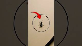 Why Wont Ants Cross A Pen Line?