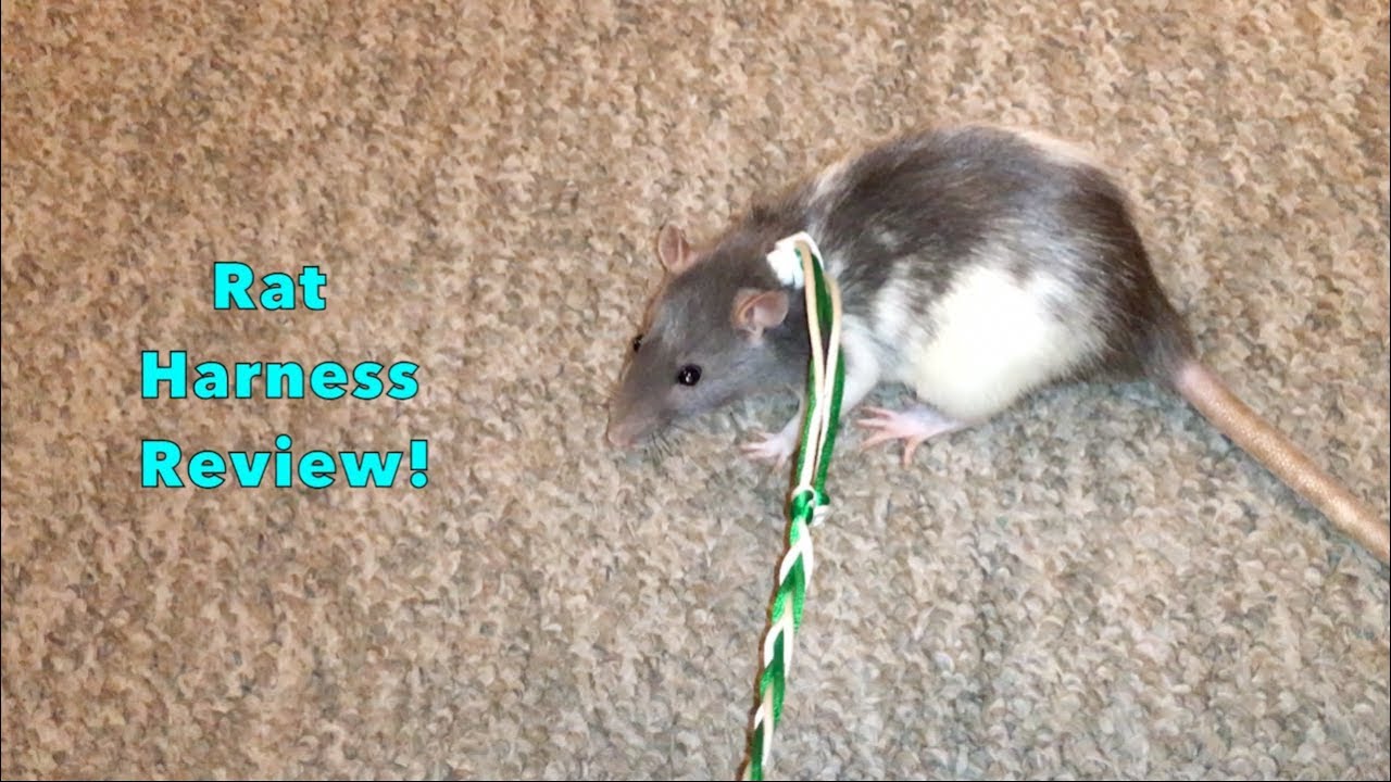 pet rat harness leash