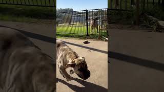 Marley Meets Ned ❤️😘 and she is so excited 😘#boerboel#puppyandgiantdog