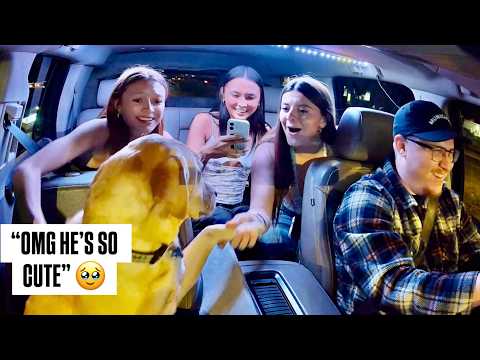 Surprising Uber Passengers With A PUPPY!!!