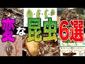変な昆虫6選！高温の〇〇〇、集団攻撃、囚われの姫、凶暴化、信じられないような昆虫の生態