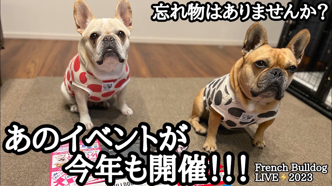 11/10 フレンチブルドッグ ライブチケット3人分 【公式通販】 11/10 フレンチブルドッグ ライブチケット3人分 【公式通販】