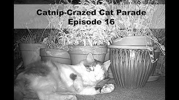 Catnip-Crazed Cat Parade Episode 16
