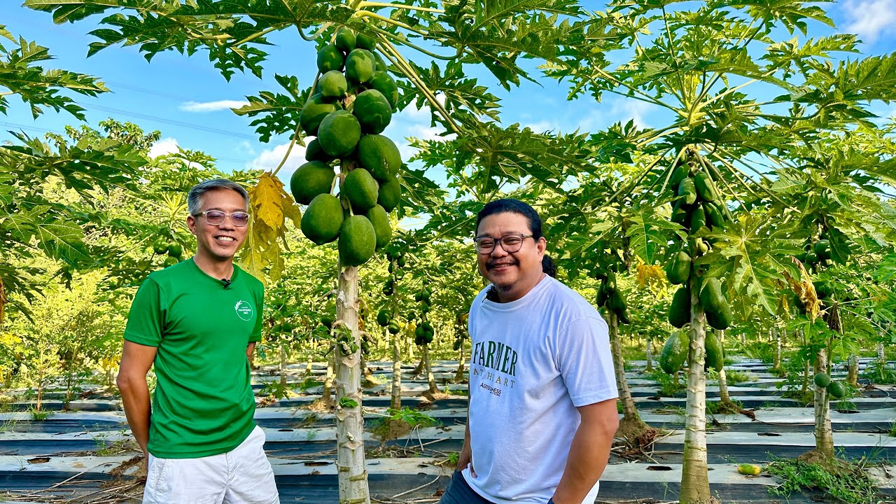 ⁣Ang Papaya Farmer na Nagpaiyak at Hinangaan Natin sa Galing, Kumusta na Kaya Sya?