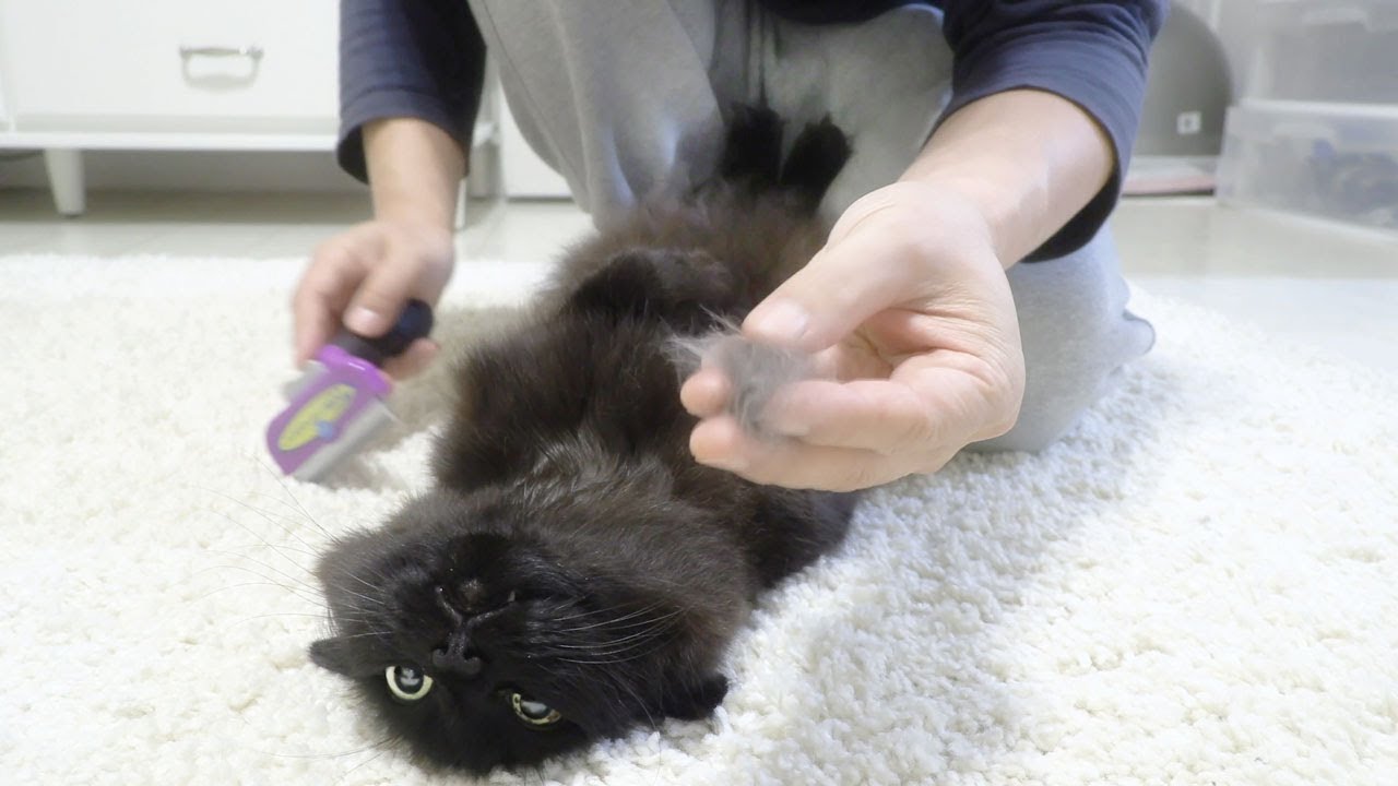 しゃべるねこ しおちゃん 飼い主のしんコロとは アメリカ在住の人気黒猫に癒されよう しゃべるねこ しおちゃん 飼い主のしんコロとは アメリカ在住の人気黒猫に癒されよう