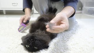 My cat can't stand brushing and complained hard  talking cat