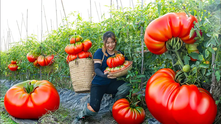 Harvesting BAD TOMATO - Braised Tofu With Tomatoes, A Delicious Rustic Dish Goess to market sell - DayDayNews