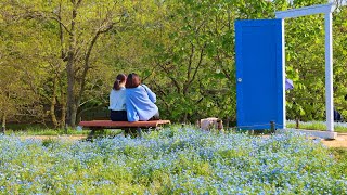 JG8K HDR 東京 昭和記念公園 5月の花 Tokyo,Showa Kinen Park,May Flowers