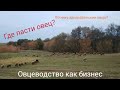 РАЗВЕДЕНИЕ ОВЕЦ в домашних условиях | Овцеводство как бизнес