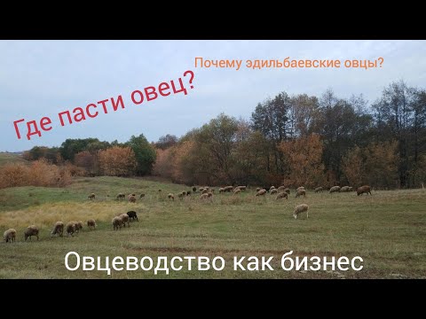 Разведение овец в домашних условиях как бизнес