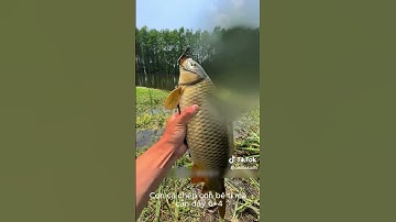 Hành trình câu cá tự nhiên và ngắm cảnh đẹp tại hồ Jungle Trung Hoa 🐟  #fishing #carpfishing #cauca