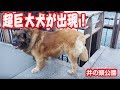 大きすぎる犬、レオンベルガーを発見！井の頭公園 吉祥寺ときめきチャンネル キットキ #2