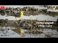 Citrine wagtail ( সিট্রিন খঞ্জন) / Yellow headed wagtail ( হলদে মাথা খঞ্জন) / Motacilla citreola