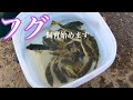 釣り人の嫌われ者のフグの飼育始めます【海釣り、アクアリウム】