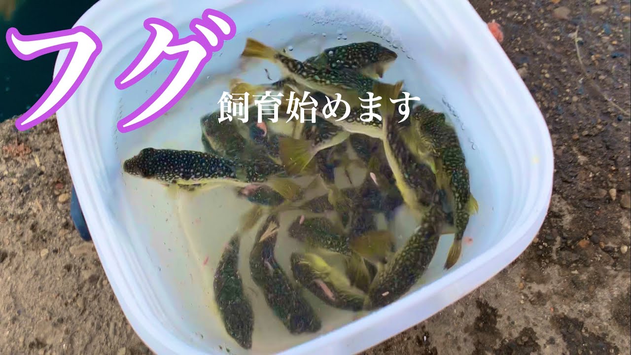 釣り人の嫌われ者のフグの飼育始めます 海釣り アクアリウム Youtube