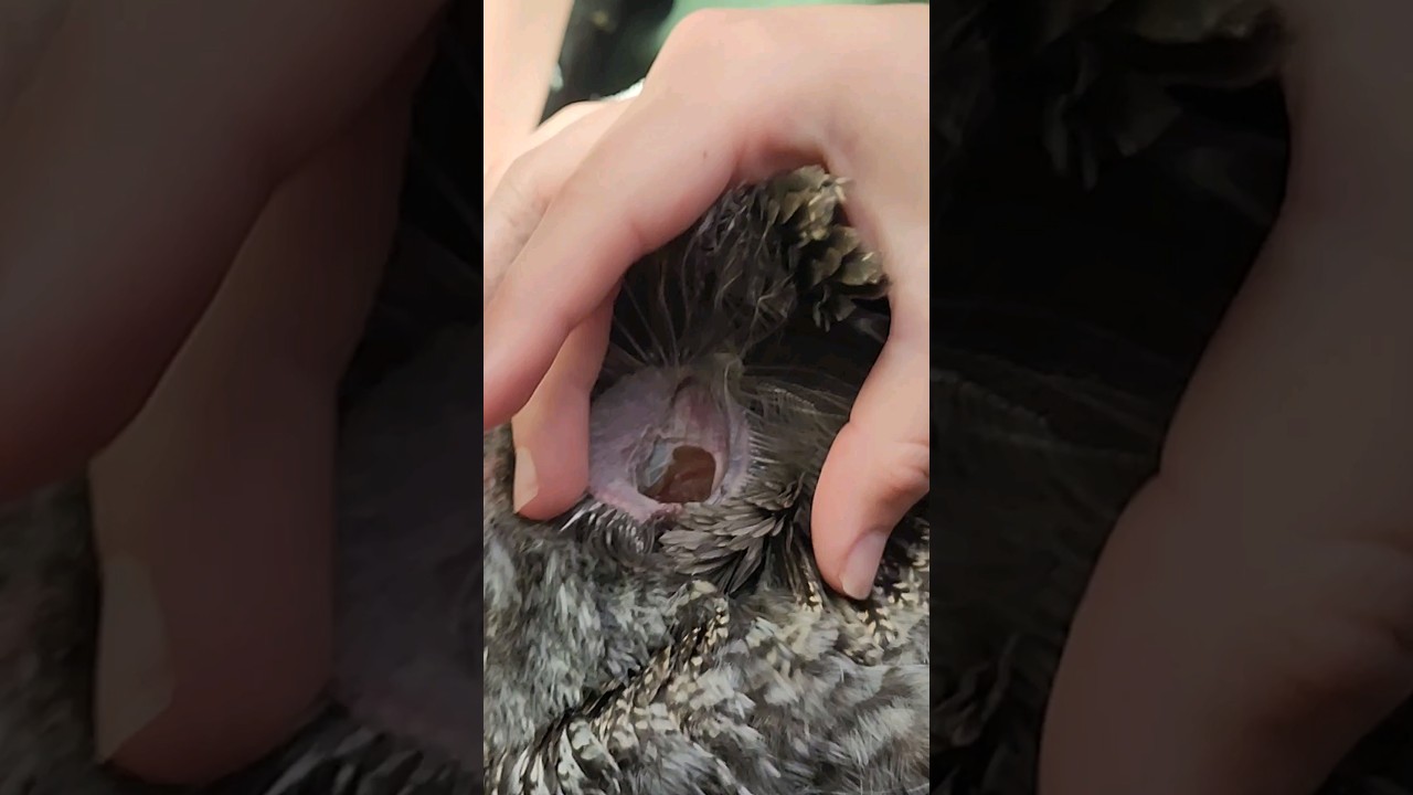 Have you ever seen an Owl's ears?  