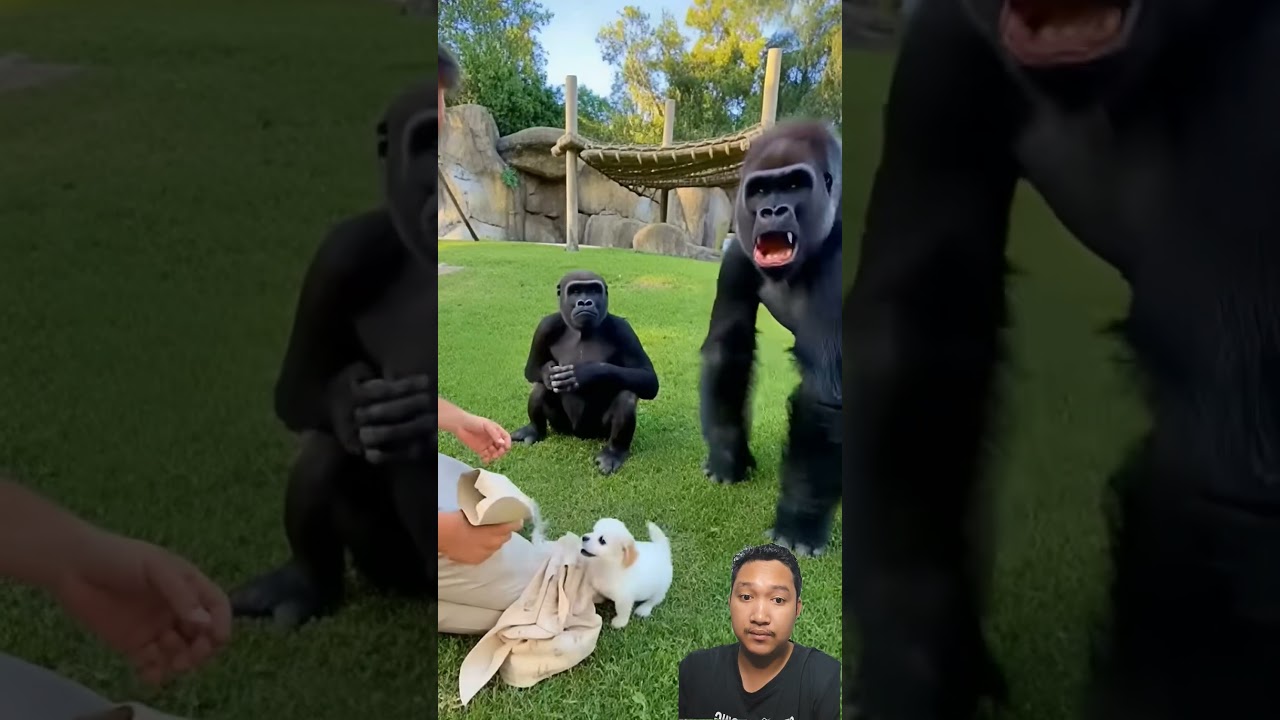 UNBELIEVABLE! 😱 Gorilla SHOCKED by Magic Trick! Turns Ball into PUPPY! 🦍🐶 