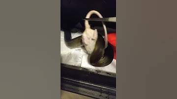 dark golden child reticulated python eating