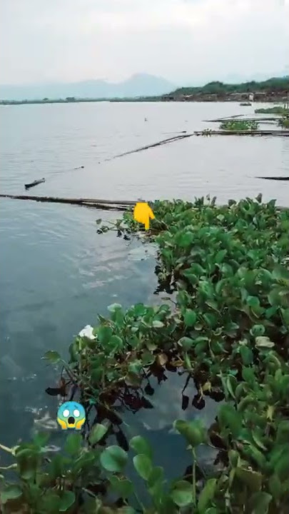 TEREKAM JELAS PENAMPAKAN SOSOK PENUNGGU WADUK CIRATA || #short