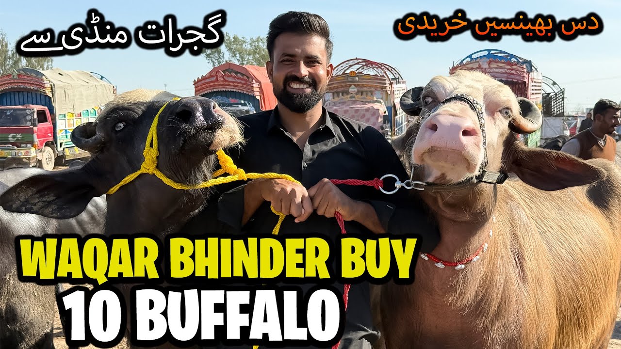 Alhumdulillah ❤️ Buy 10 New Buffalo's | گجرات منڈی سے دس نئی بھینسیں لے کے آئے