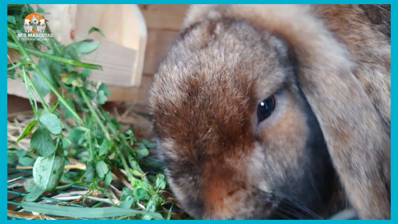HENO ALFALFA CASERO PARA CONEJOS / COMO DARLE ALFALFA A NUESTROS CONEJOS 🐰