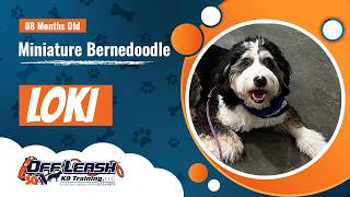 Miniature Bernedoodle | 8 months old | Loki | Mini Bernedoodle Dog Training