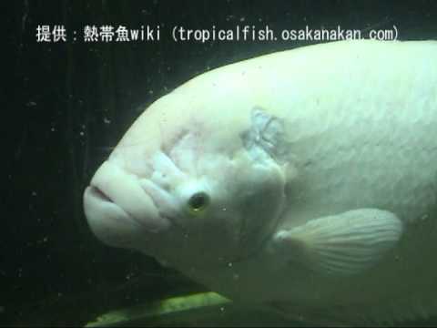 ゴールデン・オスフロネームス・グラミー」学名：Osphronemus goramy 