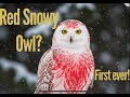 Ep. #1: Red Snowy Owl Discovered, The Experts Are Wrong?