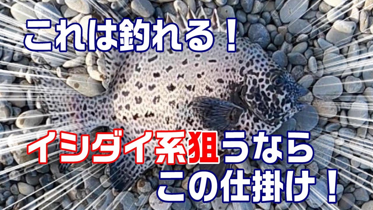 大発見！イシダイ狙うならこの仕掛けで釣ってみて！　【魚神の釣りいかれへんわ】