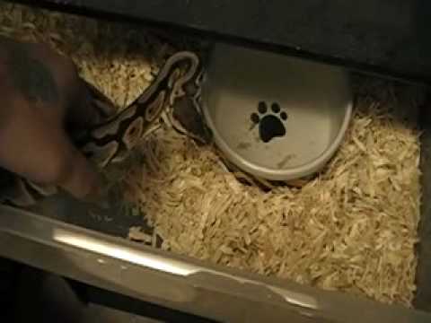 eggs florentine random incubator footage and update on het pied girl